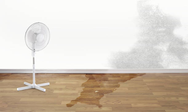Best Professional water damage repair  in Orange Blossom, CA